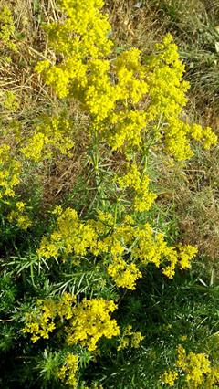 شیرپنیر شکوفا